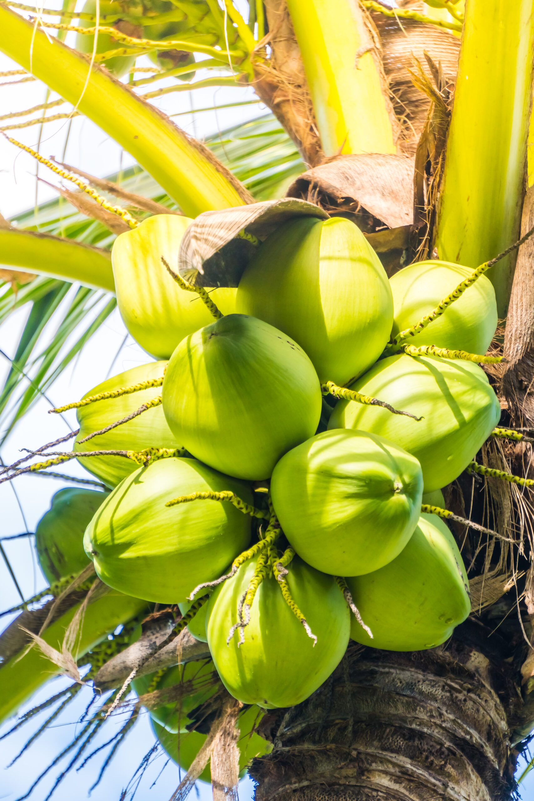 Fresh coconuts hand-picked from the palm
